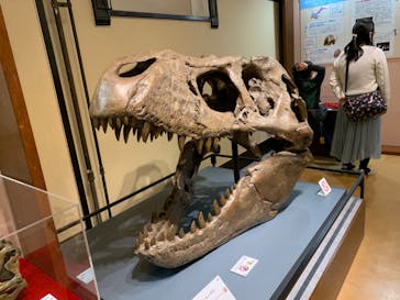 国立科学博物館　特別企画展「ポケモン化石博物館」に投稿された画像（2022/3/30）