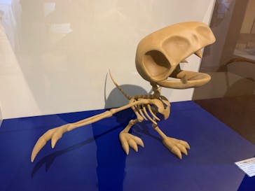 国立科学博物館　特別企画展「ポケモン化石博物館」に投稿された画像（2022/3/30）