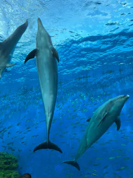 横浜・八景島シーパラダイスに投稿された画像（2022/3/30）