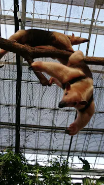 神戸どうぶつ王国に投稿された画像（2022/3/30）