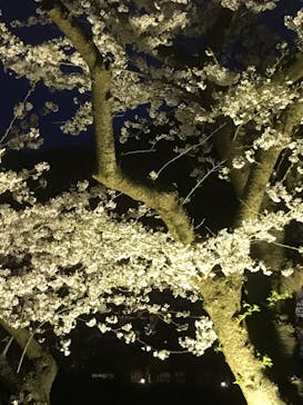 三溪園に投稿された画像（2022/3/30）