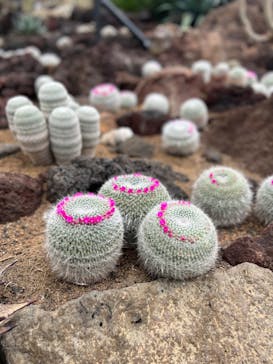 伊豆シャボテン動物公園に投稿された画像（2022/3/30）