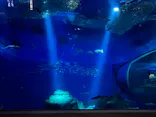アクアワールド茨城県大洗水族館に投稿された画像（2022/3/31）