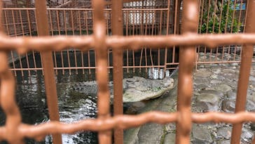 熱川バナナワニ園に投稿された画像（2022/3/30）