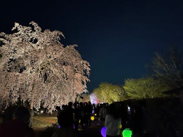 NAKED FLOWERS 2022 -桜- 世界遺産・二条城に投稿された画像（2022/3/31）
