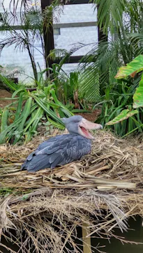 神戸どうぶつ王国に投稿された画像（2022/3/31）
