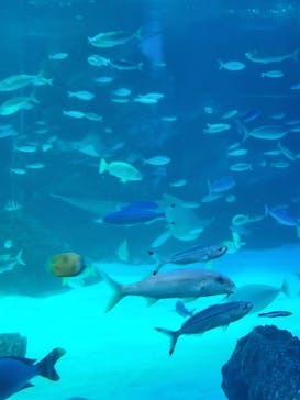 サンシャイン水族館に投稿された画像（2022/3/31）