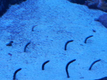 サンシャイン水族館に投稿された画像（2022/3/31）