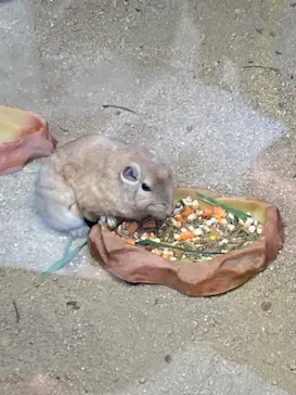 神戸どうぶつ王国に投稿された画像（2022/3/31）