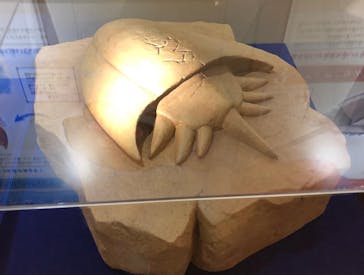 国立科学博物館　特別企画展「ポケモン化石博物館」に投稿された画像（2022/3/31）