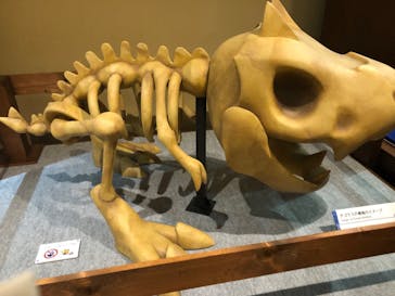 国立科学博物館　特別企画展「ポケモン化石博物館」に投稿された画像（2022/3/31）