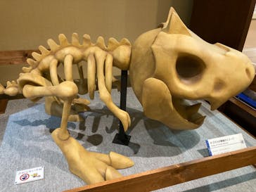 国立科学博物館　特別企画展「ポケモン化石博物館」に投稿された画像（2022/3/31）