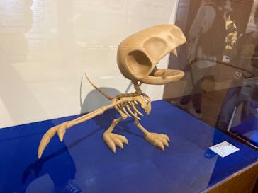 国立科学博物館　特別企画展「ポケモン化石博物館」に投稿された画像（2022/3/31）