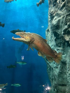 サケのふるさと 千歳水族館に投稿された画像（2022/3/31）