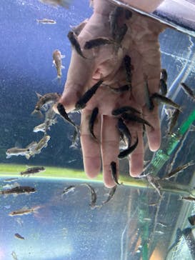 サケのふるさと 千歳水族館に投稿された画像（2022/3/31）