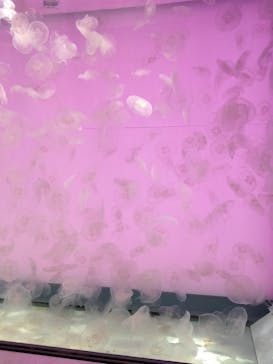 アクアワールド茨城県大洗水族館に投稿された画像（2022/3/31）