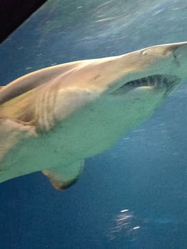 アクアワールド茨城県大洗水族館に投稿された画像（2022/3/31）