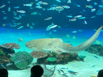 サンシャイン水族館に投稿された画像（2022/3/31）