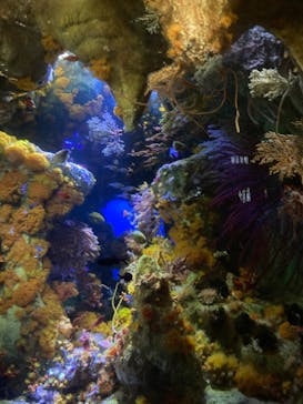 サンシャイン水族館に投稿された画像（2022/3/31）