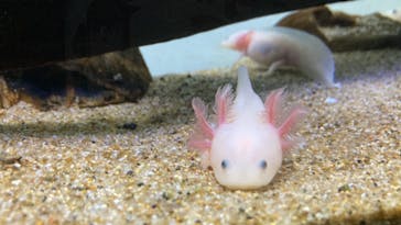 サンシャイン水族館に投稿された画像（2022/3/31）