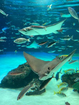 サンシャイン水族館に投稿された画像（2022/3/31）