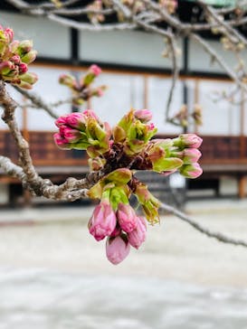 元離宮二条城に投稿された画像（2022/3/31）