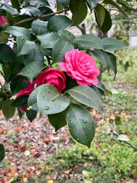 元離宮二条城に投稿された画像（2022/3/31）