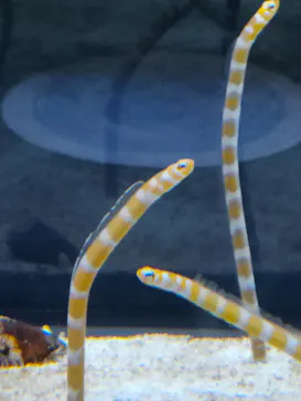 すみだ水族館に投稿された画像（2022/3/31）