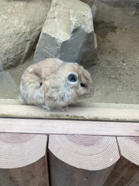 神戸どうぶつ王国に投稿された画像（2022/3/31）