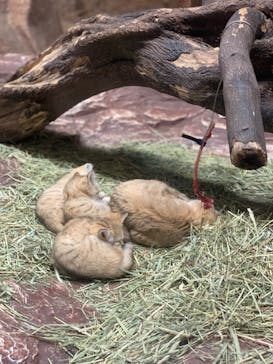 那須どうぶつ王国に投稿された画像（2022/3/31）