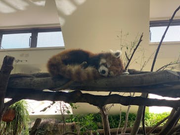 那須どうぶつ王国に投稿された画像（2022/3/31）