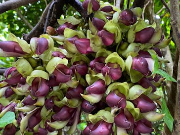 アスムイハイクスに投稿された画像（2022/3/31）