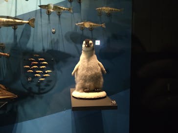 国立科学博物館に投稿された画像（2022/3/31）