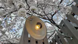 西武園ゆうえんちに投稿された画像（2022/3/31）