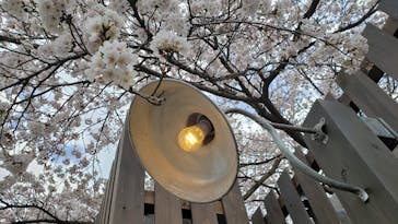 西武園ゆうえんちに投稿された画像（2022/3/31）