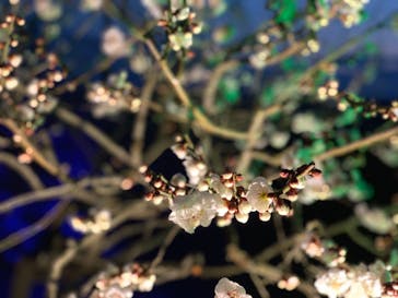 せんだい農業園芸センター　みどりの杜に投稿された画像（2022/3/31）