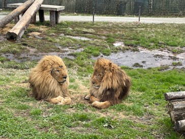 那須サファリパークに投稿された画像（2022/3/31）