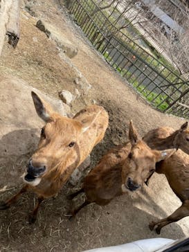 那須サファリパークに投稿された画像（2022/3/31）