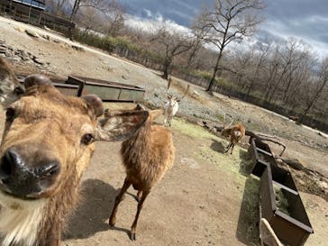 那須サファリパークに投稿された画像（2022/3/31）