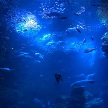 京都水族館に投稿された画像（2022/3/31）