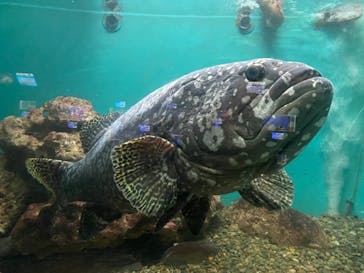 串本海中公園水族館に投稿された画像（2022/3/31）