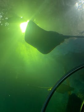 串本海中公園水族館に投稿された画像（2022/3/31）