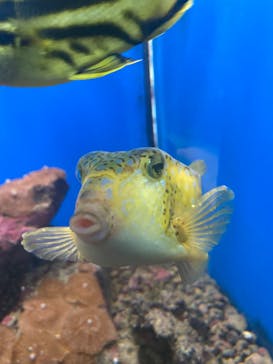 串本海中公園水族館に投稿された画像（2022/3/31）