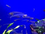 サンシャイン水族館に投稿された画像（2022/3/31）