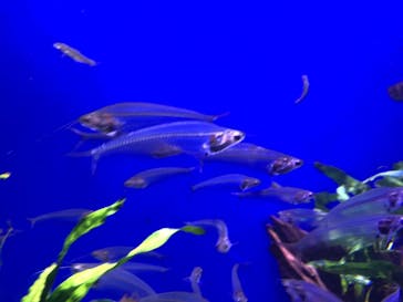 サンシャイン水族館に投稿された画像（2022/3/31）
