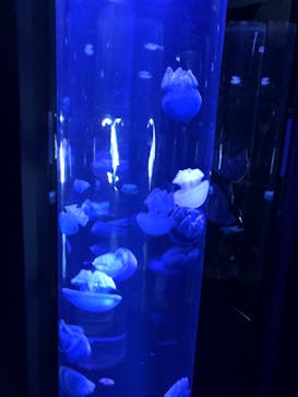 サンシャイン水族館に投稿された画像（2022/3/31）