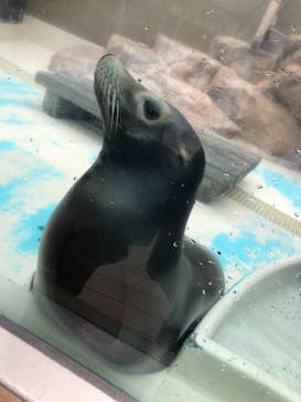 サンシャイン水族館に投稿された画像（2022/3/31）