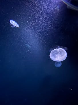 サンシャイン水族館に投稿された画像（2022/3/31）