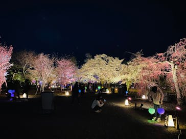 NAKED FLOWERS 2022 -桜- 世界遺産・二条城に投稿された画像（2022/3/31）