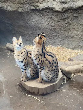 神戸どうぶつ王国に投稿された画像（2022/3/31）